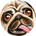 Astro Pug